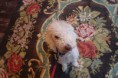 /album/photogallery/sitting-on-a-posh-rug-jpg1/